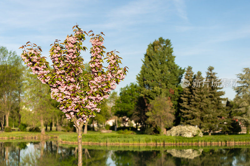 日本樱(Prunus serrulata)树在Ajka划船湖附近